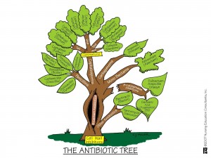 Antibiotic Tree