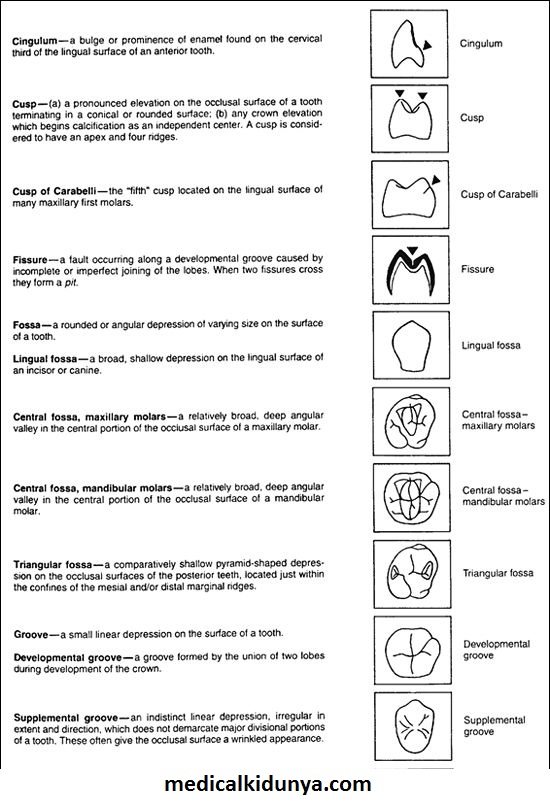 Landmarks of the Teeth Chart