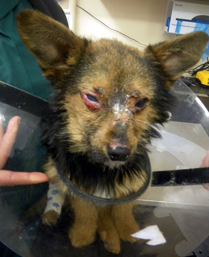 The youngsters broke the doggie’s legs and neck and set his face and eyes on fire