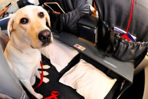 Alaska Airlines Announces Ban on Emotional Support Animals