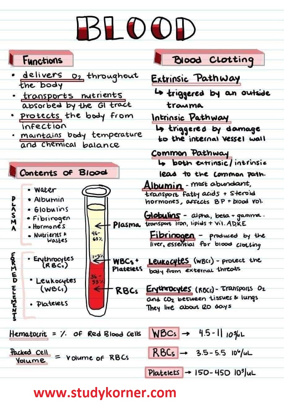 Blood Contents and Vocabulary List